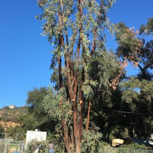 Brother´s Tree Service