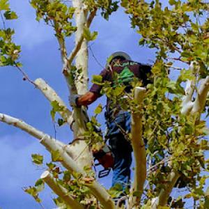 Alpha Tree Service