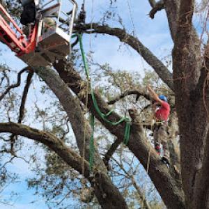 Choppers Tree Service