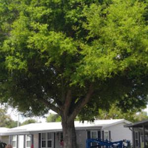 HomeTeam Lawn & Landscape