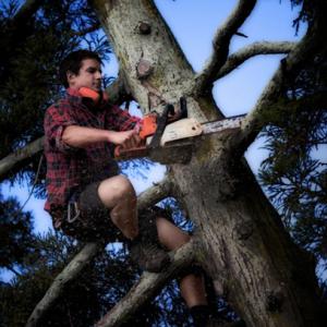 Tree Service Surprise