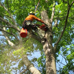 Becker's Tree Service