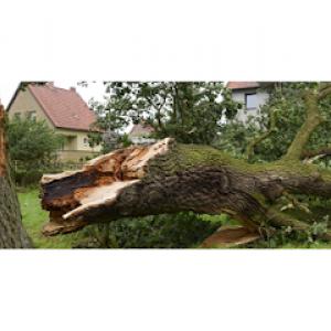 Blount County Tree Service