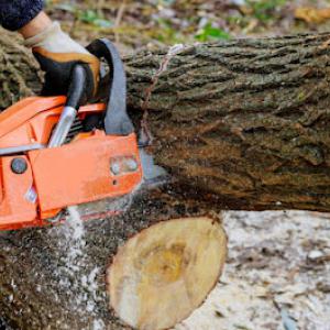 Jackson's Tree Care - Phil Jackson