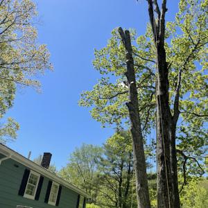 Above & Beyond Tree Solutions