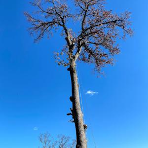 Limb Walkers Tree Removal (The tree experts)