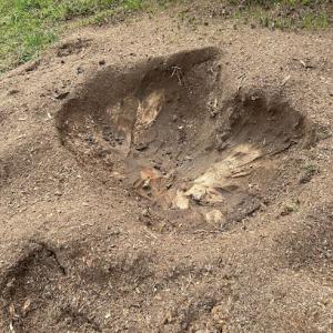 Matthew’s Stump Grinding