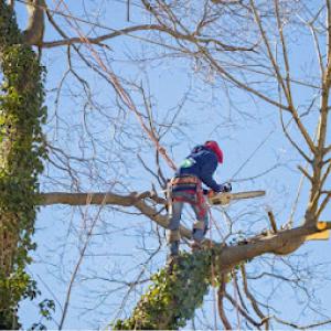 Westwood Tree Service
