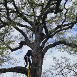 Isidro Tree Care