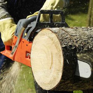 Vasquez Tree Service