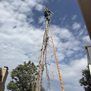 Mountain Men Tree Service