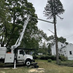 Cny Tree & Excavation