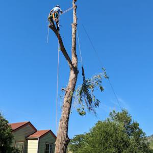EverLeaf Tree Care