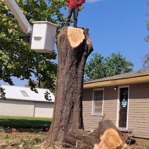 Dominguez Tree Service & Landscaping
