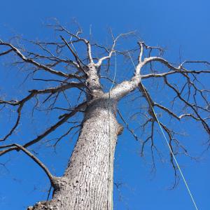 Arborpro Tree Service