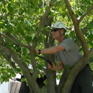 Soppa's Tree Service