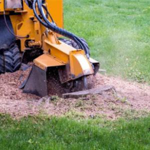 Westbrook Tree Trimming Lubbock