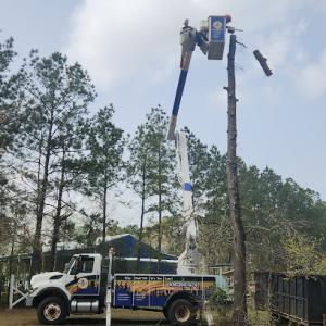 Wilson Fellers Tree Service