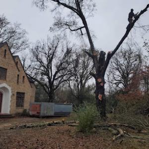 Ramirez Tree Service