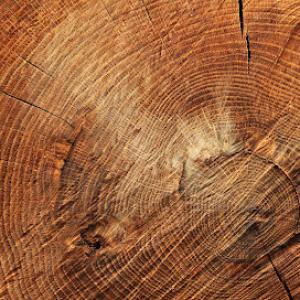 Tree Health Management