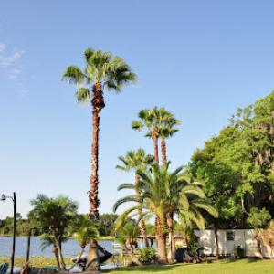 Napoleon Tree Service