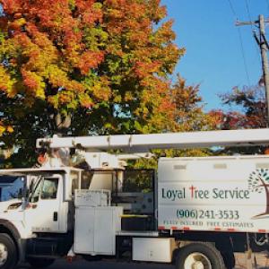 Loyal Tree Service