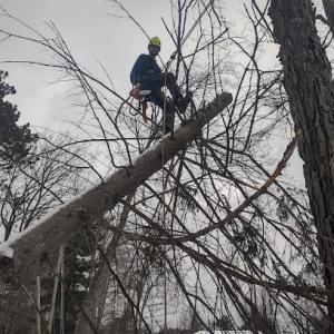 ArborCare Tree service