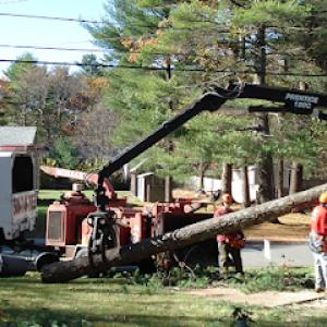 South Shore Tree Removal