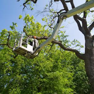 Plymouth Tree Service