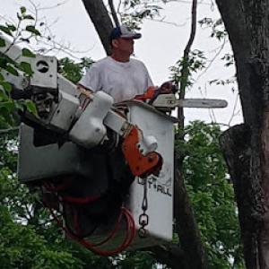 Shawn Ault's Tree Service