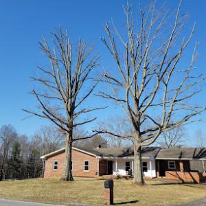 ProWood Tree Service