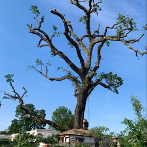 Chava Tree Services