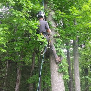A.C. Tree Care