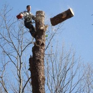 Cliff Smith Tree Service