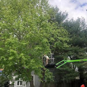 Mike & Mike's Tree Service