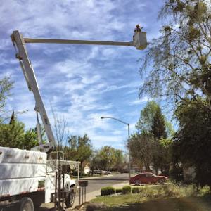 Anderson Tree Experts