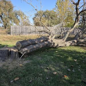 Shepherds Tree Service - Tree Removal, Professional Tree Trimming Service