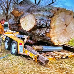 Anything Outdoors Tree Service