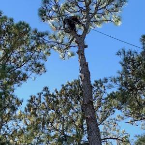 Extreme Tree Service