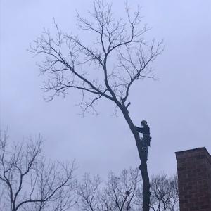 Howard Forest & Prairie