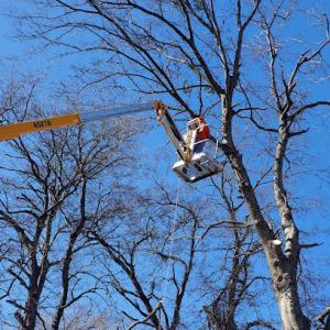 Woodworth Lawn Ground Maintenance & Tree Service