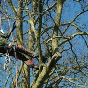 Arlington Tree Service Pros