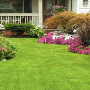 Top Notch Lawn & Maintenance