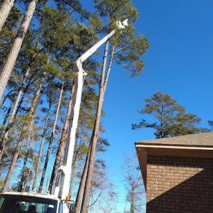 Ryalcor (Tree Service)