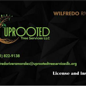 Uprooted Tree Services