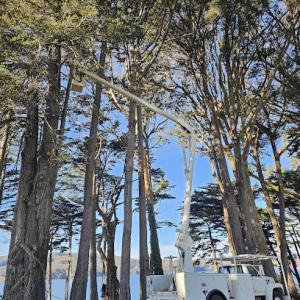 NorthBay Tree Service
