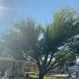 Keep Odessa Green Tree Trimming