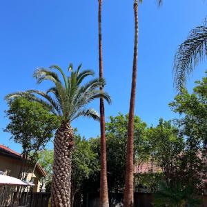 Ortiz B Tree Service