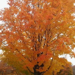 Wilson's Tree Services