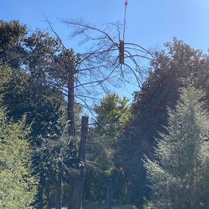 Oviedo Tree Removal & Trimming Services, Stump Grinding, Land Clearing, Emergency Tree Damage Cleanup & Debris Removal